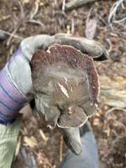 Xerocomellus atropurpureus