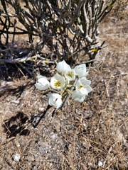 Ornithogalum thyrsoides