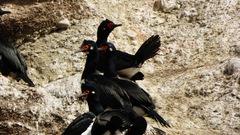 Leucocarbo magellanicus