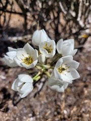 Ornithogalum thyrsoides
