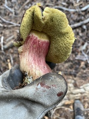 Xerocomellus atropurpureus