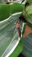 Repipta fuscipes