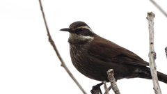 Cinclodes patagonicus