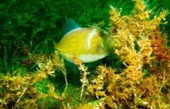 Eubalichthys mosaicus