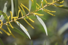 Acacia leptostachya