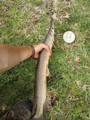 Lepisosteus platyrhincus