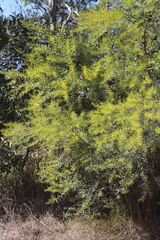 Acacia leptostachya