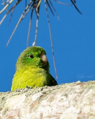 Forpus conspicillatus