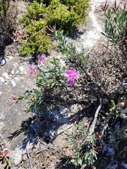 Limonium peregrinum
