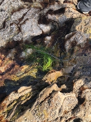 Phyllospadix torreyi