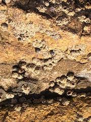 Balanomorpha