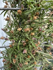 Convolvulus equitans