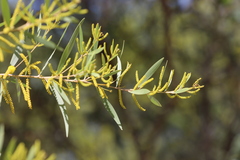 Acacia leptostachya