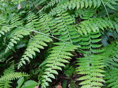 Microlepia