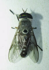 Tabanus antarcticus
