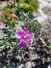Limonium peregrinum