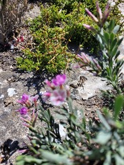 Limonium peregrinum