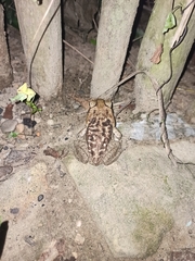 Rhinella horribilis