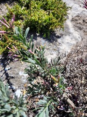 Limonium peregrinum