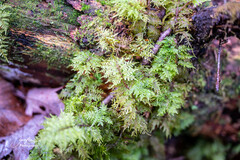 Hylocomium splendens