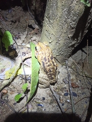 Rhinella horribilis