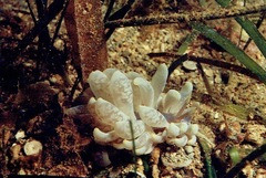 Phyllodesmium