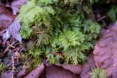 Hylocomium splendens