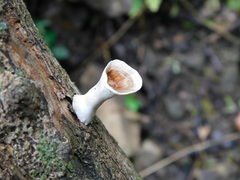Microporus