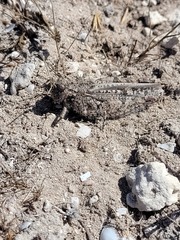 Acrotylus