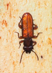 Platisus angusticollis