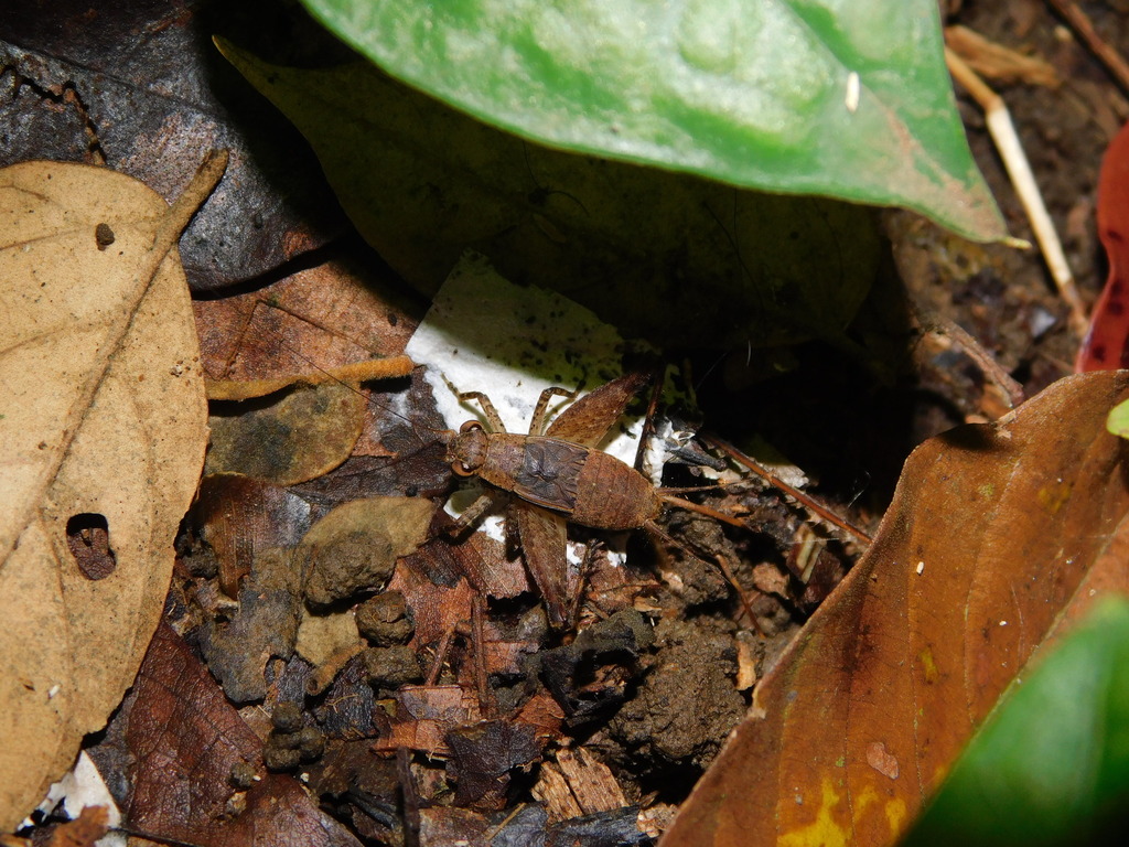Falcerminthus truncatipennis