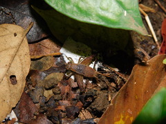 Falcerminthus truncatipennis