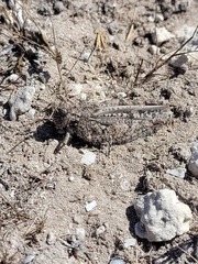 Acrotylus
