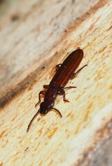 Platisus angusticollis