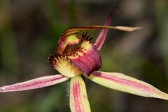 Caladenia reticulata