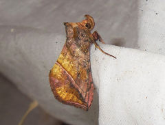 Pseudeva purpurigera