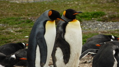 Aptenodytes patagonicus