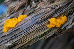 Dacrymyces chrysospermus