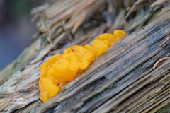 Dacrymyces chrysospermus