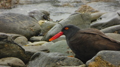 Haematopus ater