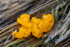 Dacrymyces chrysospermus