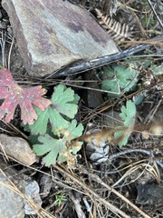 Geranium caespitosum