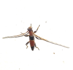 Stenoidion corallinum