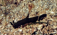 Tambja affinis