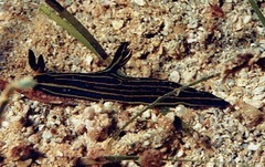 Tambja affinis