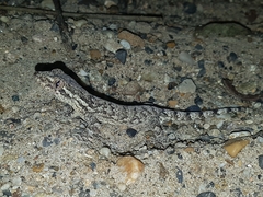 Thecadactylus rapicauda