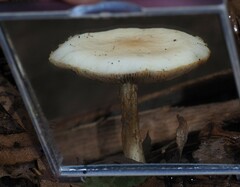 Agrocybe praecox