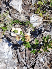 Magnoliopsida