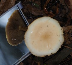 Agrocybe praecox