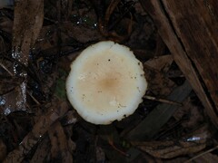Agrocybe praecox